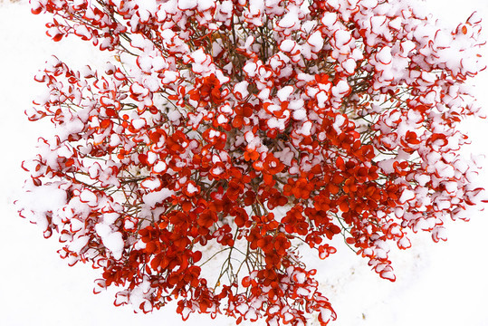 映雪紅