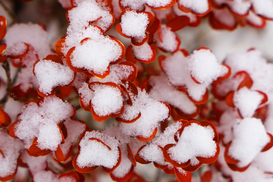 映雪紅