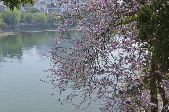 江岸春色