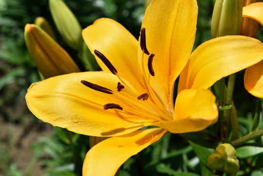 盛開百合花