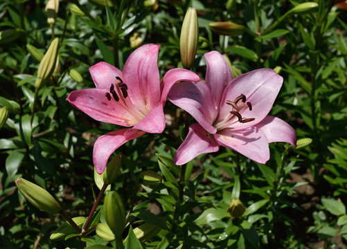 優(yōu)雅的花