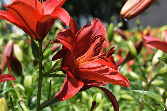 紅色百合花
