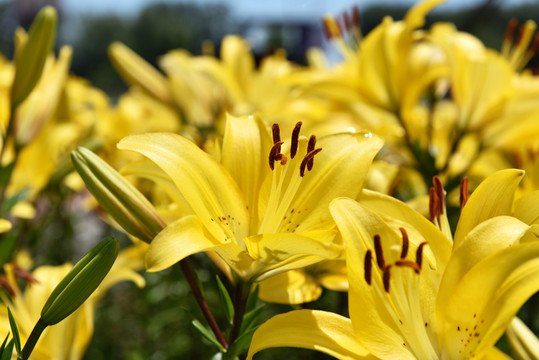 高貴的花 百合花