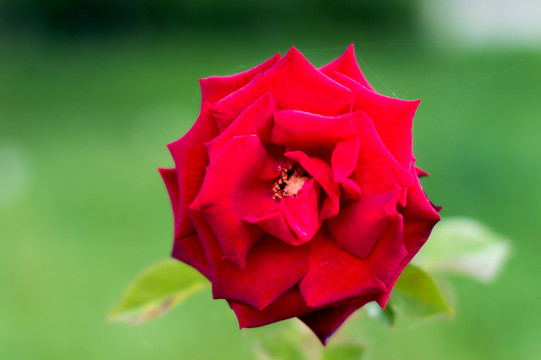 月季花