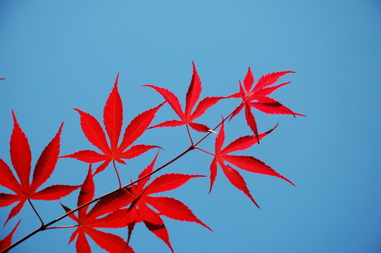 紅葉