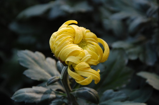 菊花