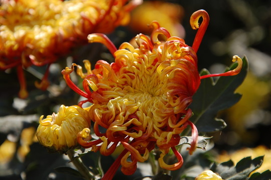 菊花