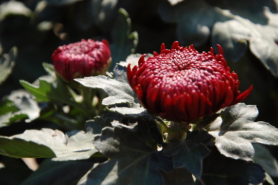 菊花