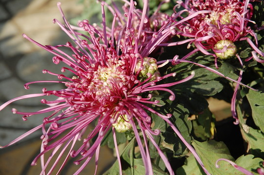 菊花