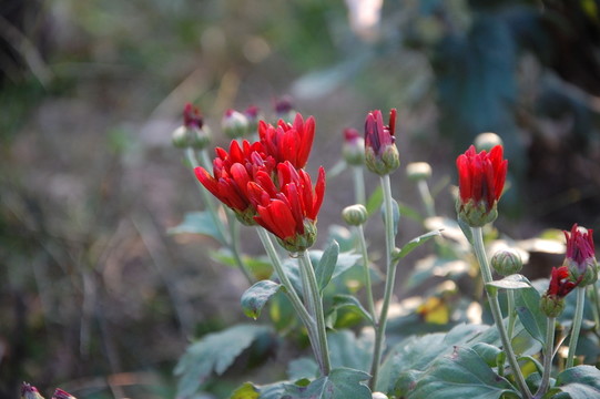 菊花