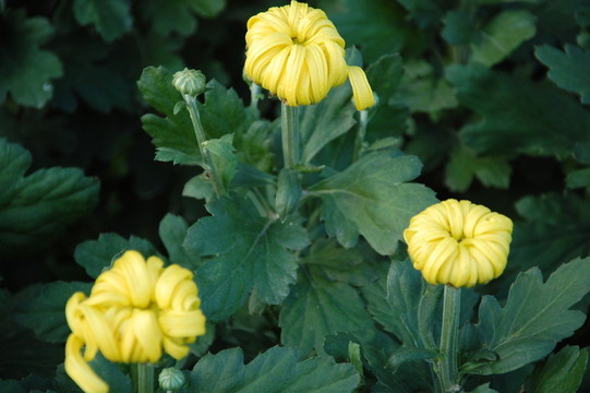 菊花