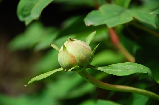 牡丹花