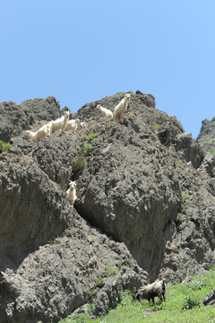 一群山羊 爬山