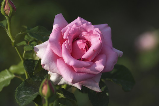 月季花