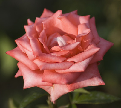 月季花
