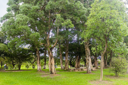 白千層古樹林