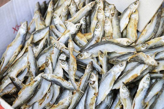 鏡泊湖 紅尾魚