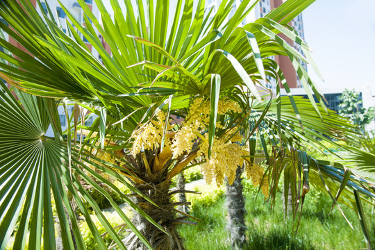 小區(qū)植物