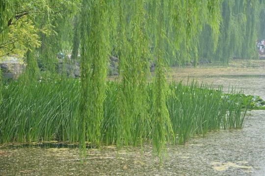 清華荷塘