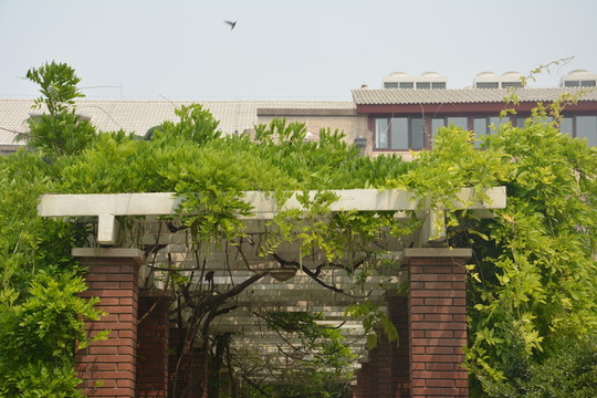 清華園風(fēng)景