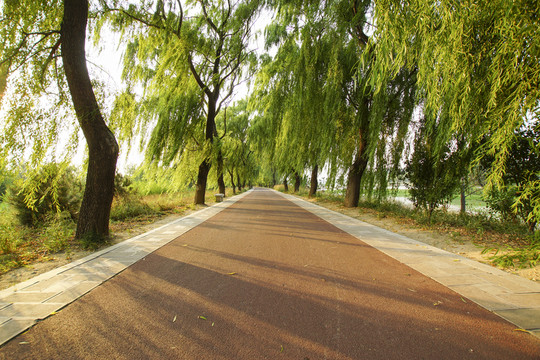 柳蔭路