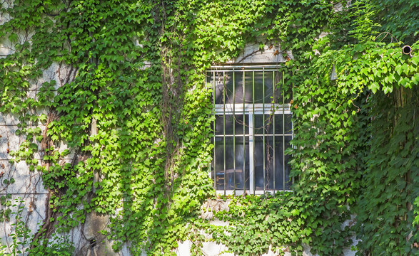 大連理工大學(xué)爬山虎