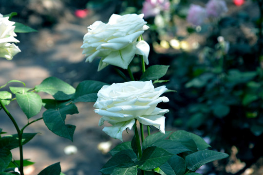 白色月季花