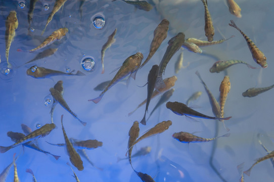 親親魚