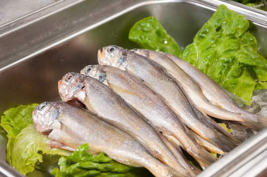 小黃魚