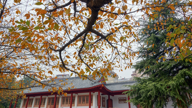 秋色 櫻花樹(shù)