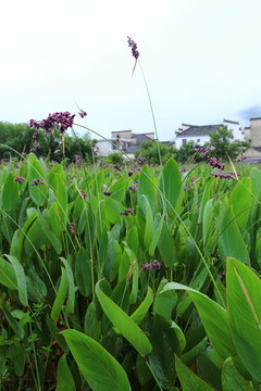 粽葉
