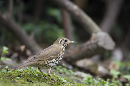 寶興歌鶇 鳥類