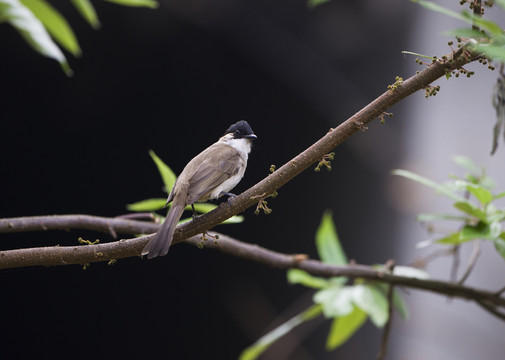 白頭鵯 鳥
