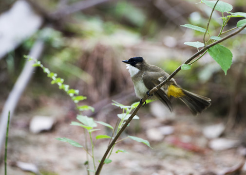 黃臀鵯 鳥