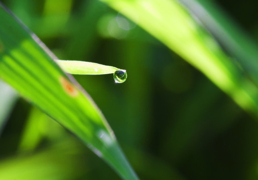 露珠