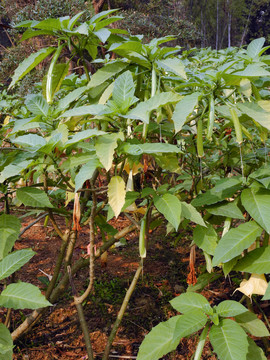藥用植物木本曼陀羅