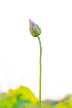 含苞待放的蓮花