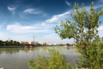 公園 湖水