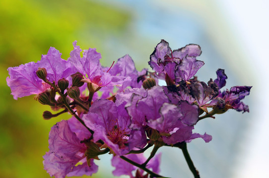 花