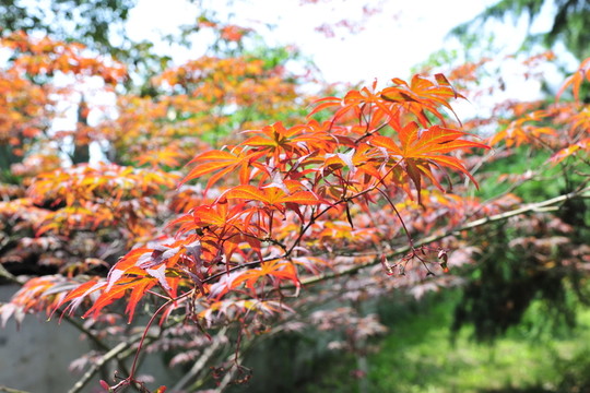 公園風(fēng)景  紅葉