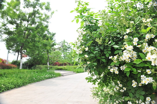 公園風(fēng)景