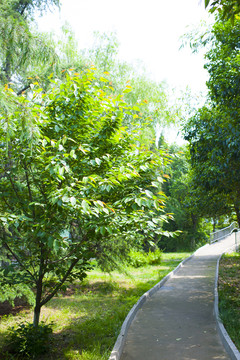 公園風(fēng)景