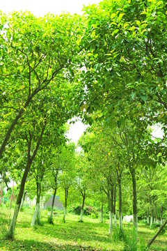 公園風(fēng)景