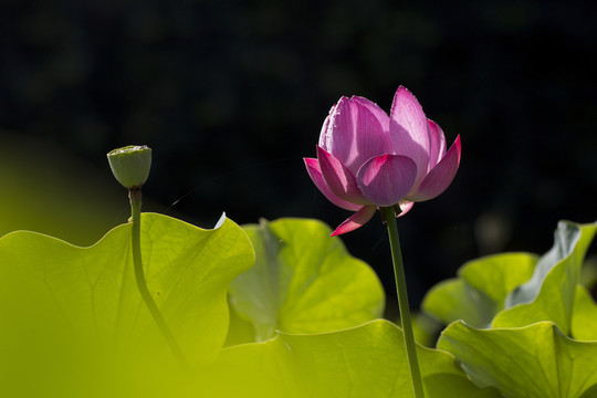 光影荷花
