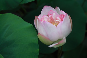 清淡優(yōu)雅的荷花