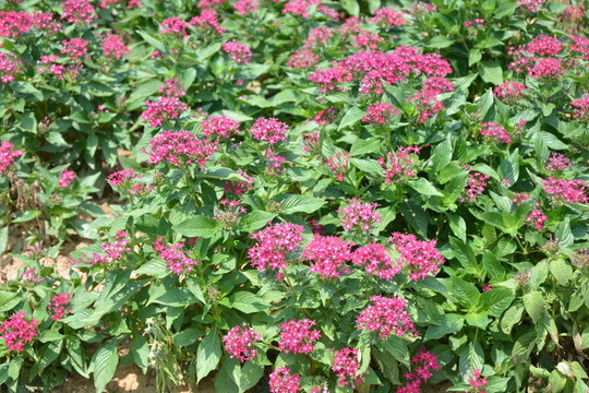 花草