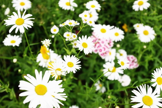 波斯菊