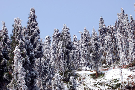 森林雪景
