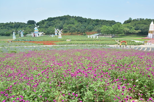 千日紅