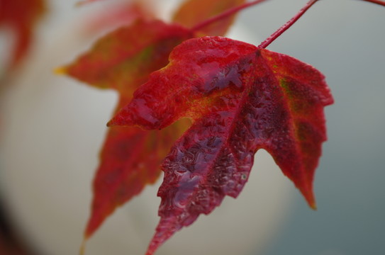 紅楓秋露